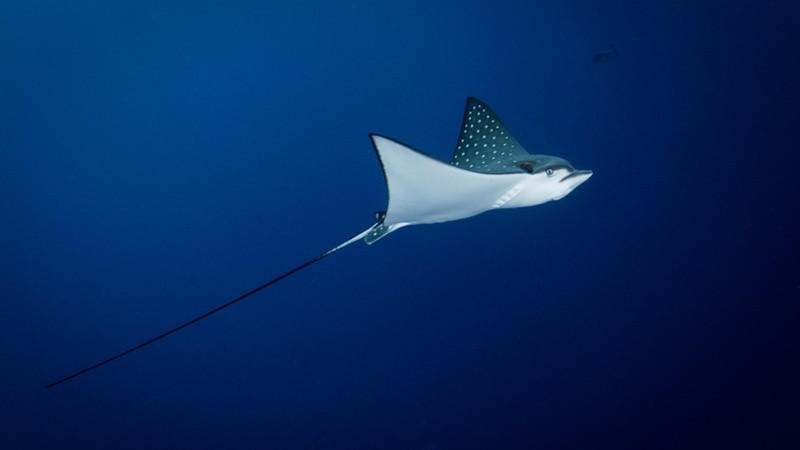PADI AWARE Fish ID PADI AWARE Fish ID